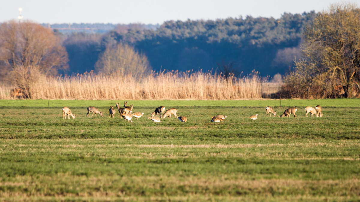 Otis tarda Großtrappe; Otididae Vogel (1)-2.jpg
