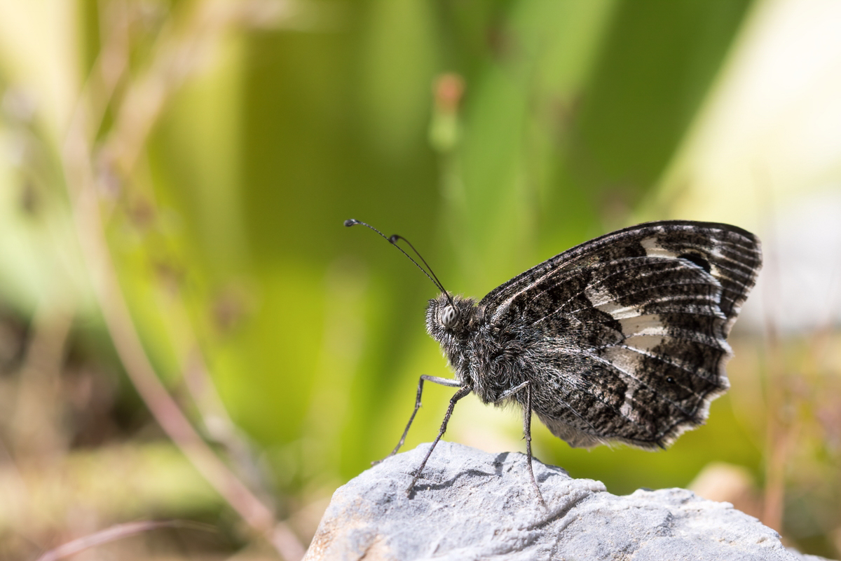 Hipparchia cretica Kretischer Samtfalter; Nymphalidae Insekt (1).jpg