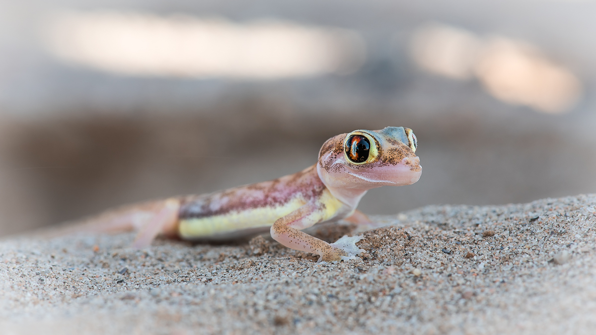 Palmato Gecko-1415.jpg