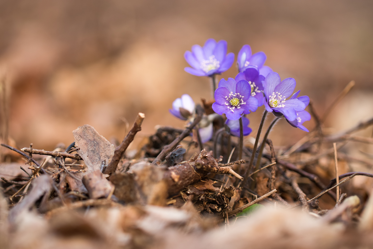 MFV_20200326-Hepatica nobilis-IMG_0998.jpg