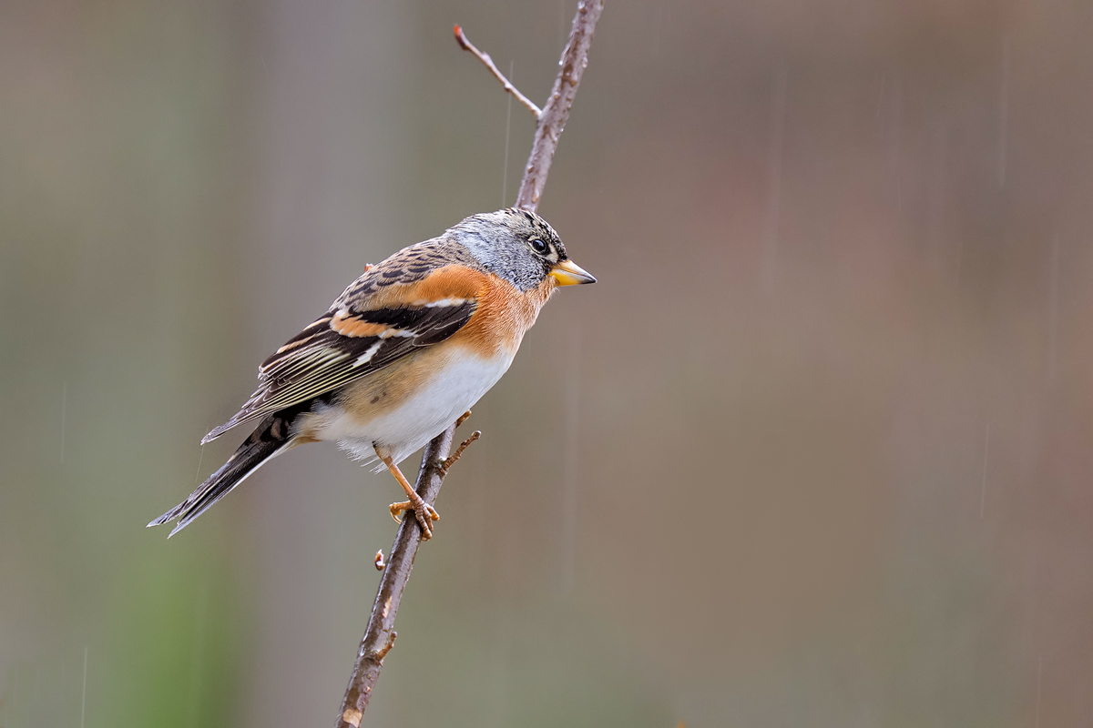 Fringilla-montifringilla1-OOG17373---Kopie.jpg