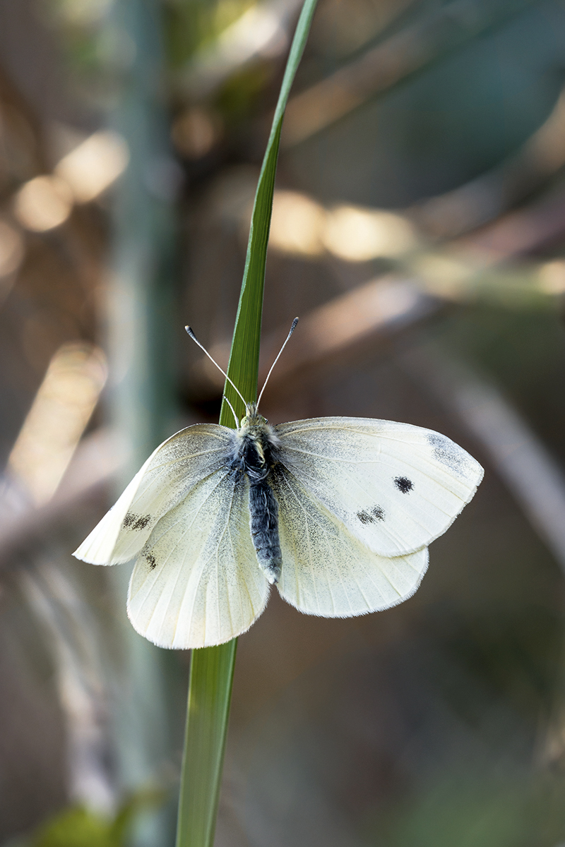 IMG_7200 klein 2.jpg