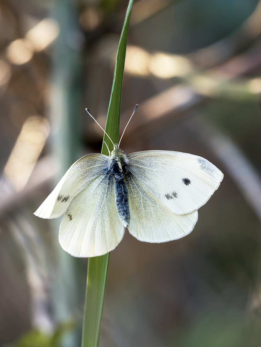 IMG_7200 2 klein.jpg