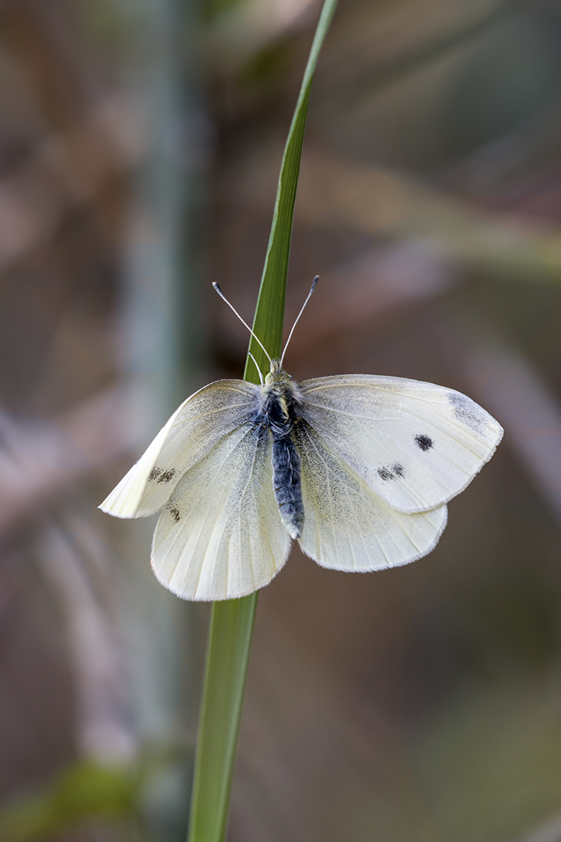 IMG_7193 2 klein.jpg