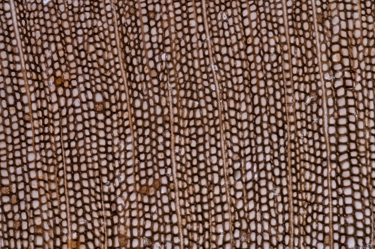 Versteinertes-Holz-1200-2.jpg