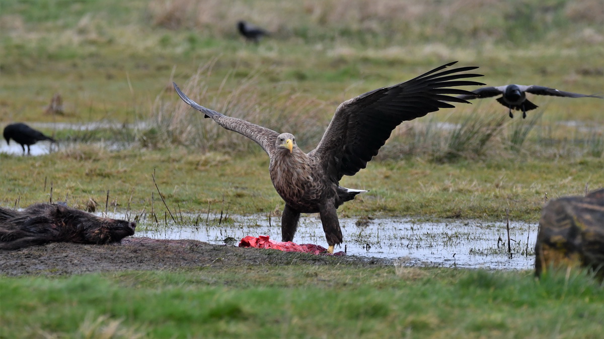 Seeadler Darß Februar 2020 (1).JPG