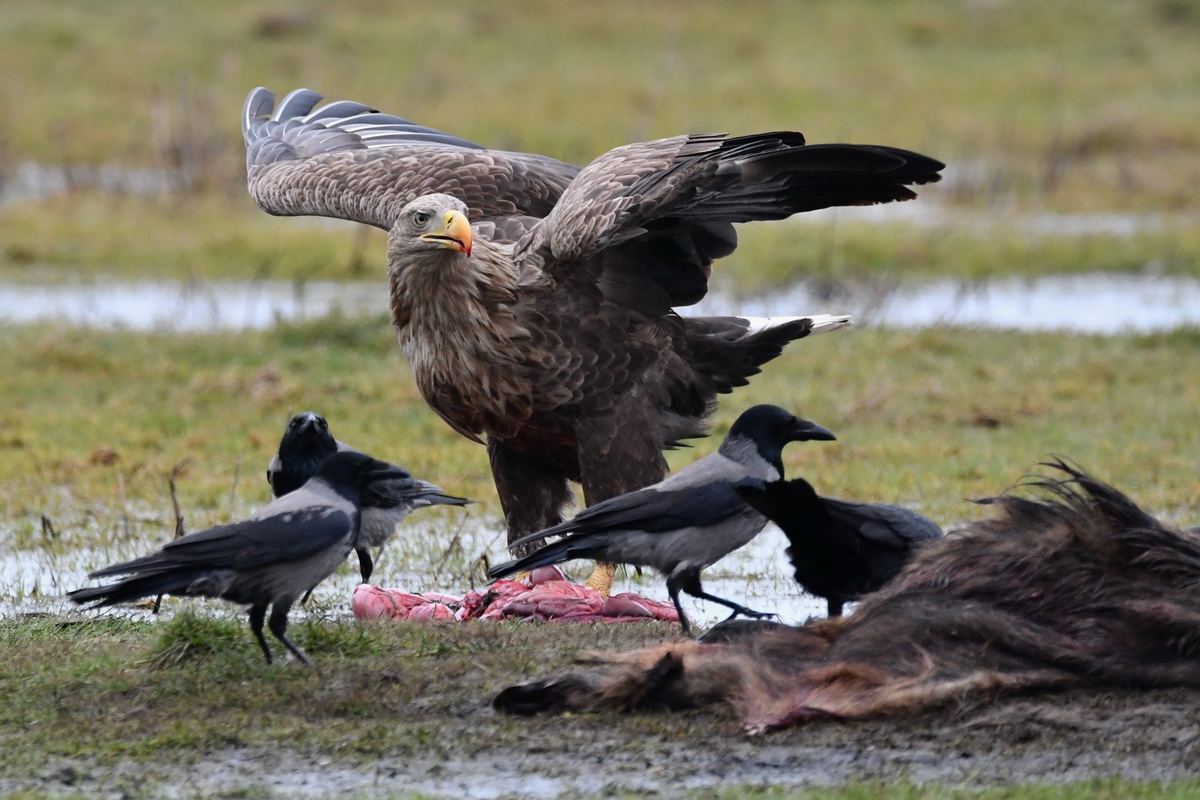 Seeadler Darß Februar 2020 (2).JPG