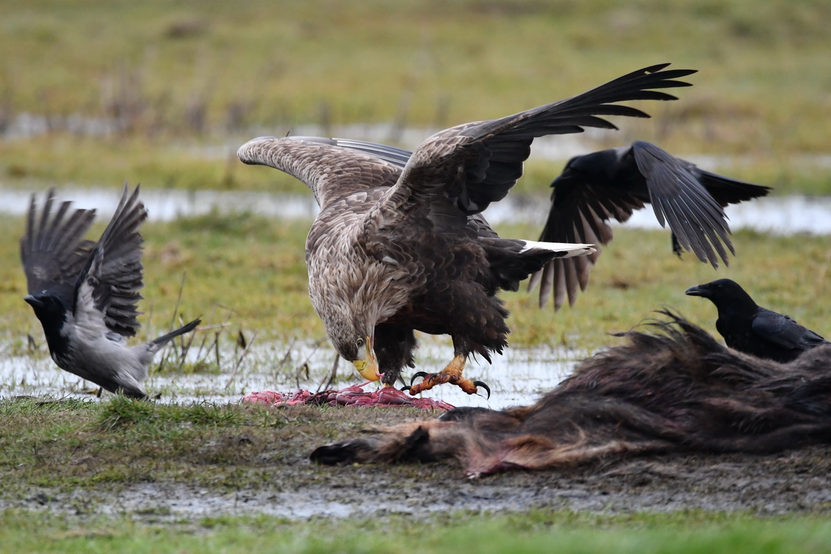 Seeadler Darß Februar 2020 (3).JPG