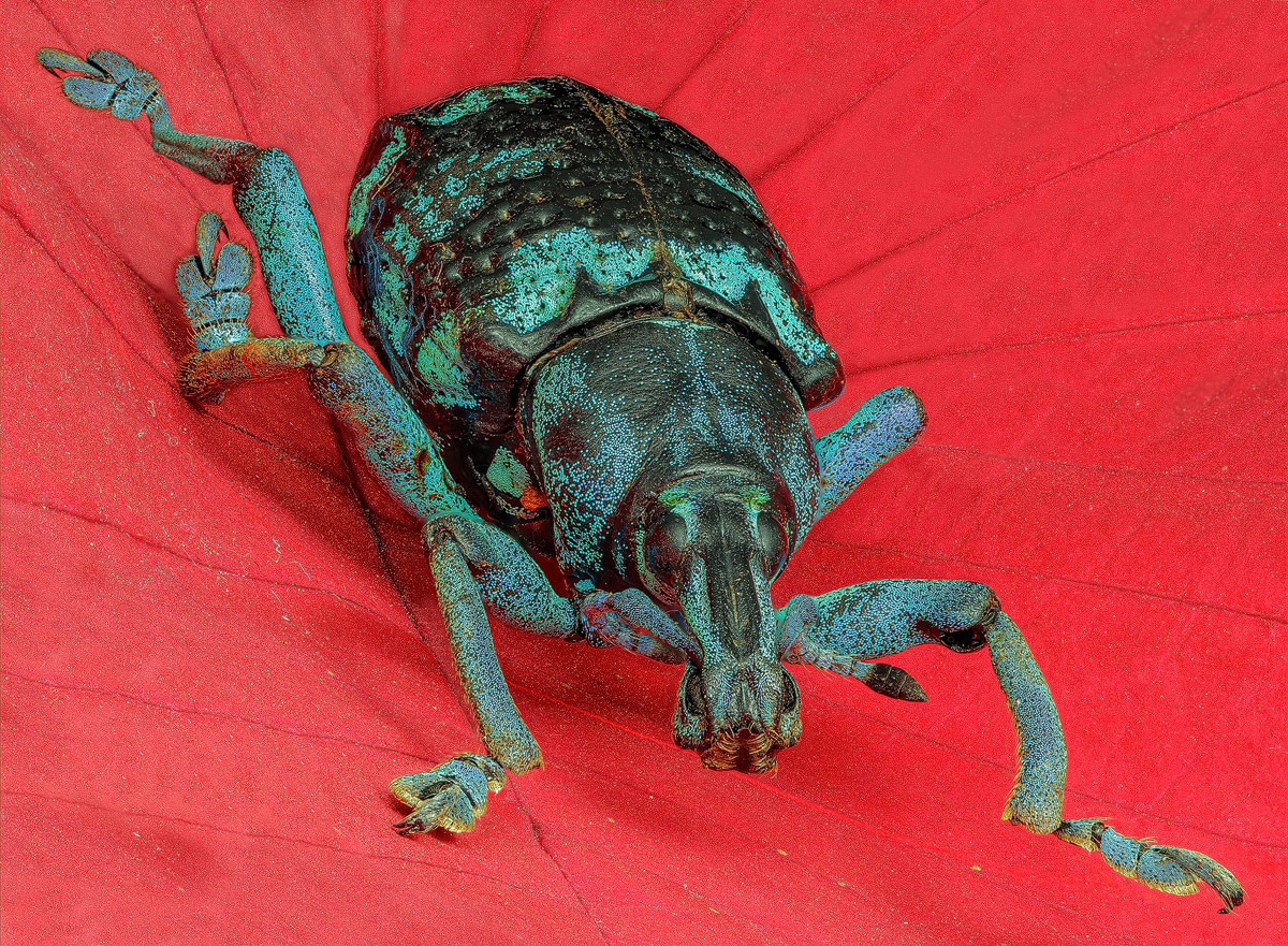 M1_Weevil_Q65.jpg