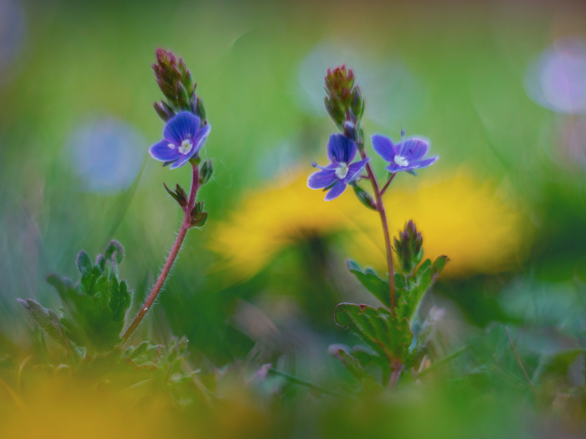 P4180018-1-Germander-Ehrenpreis-Art.jpg