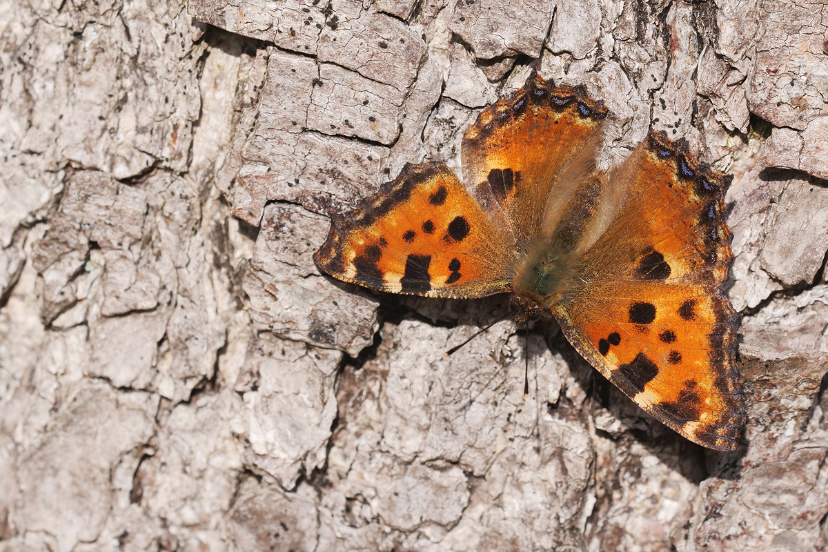 gr-fuchs-stack-39246+47.jpg