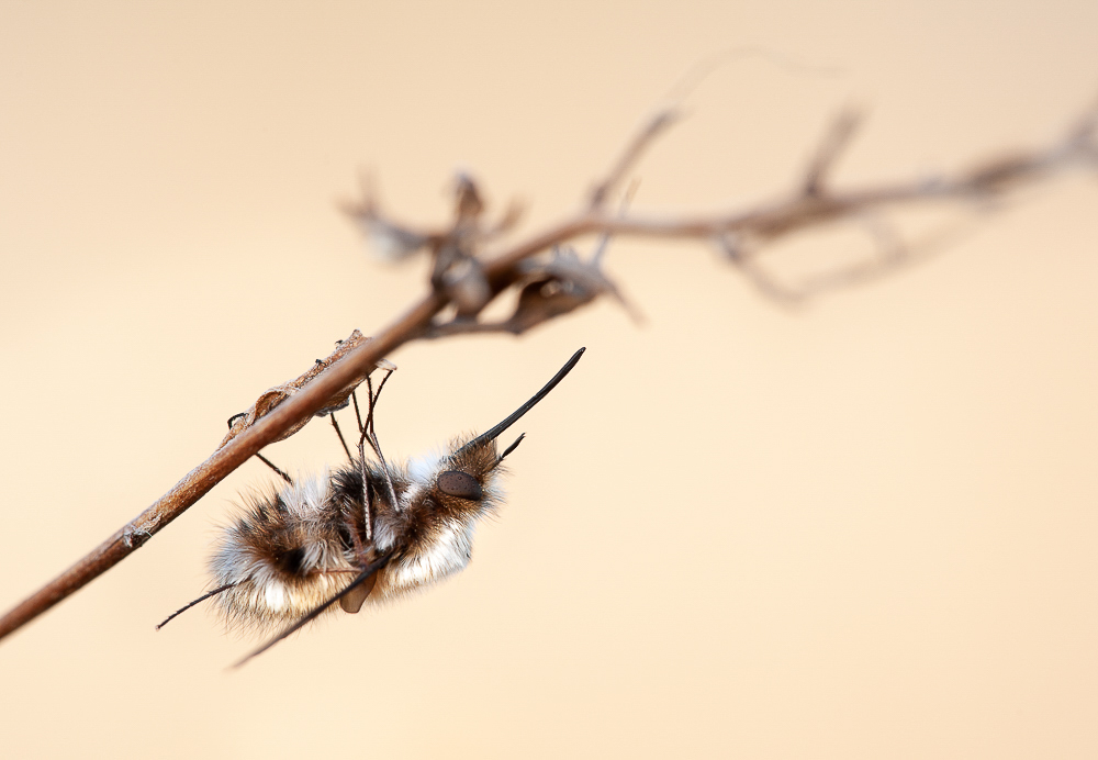 RD7_4379-2.jpg