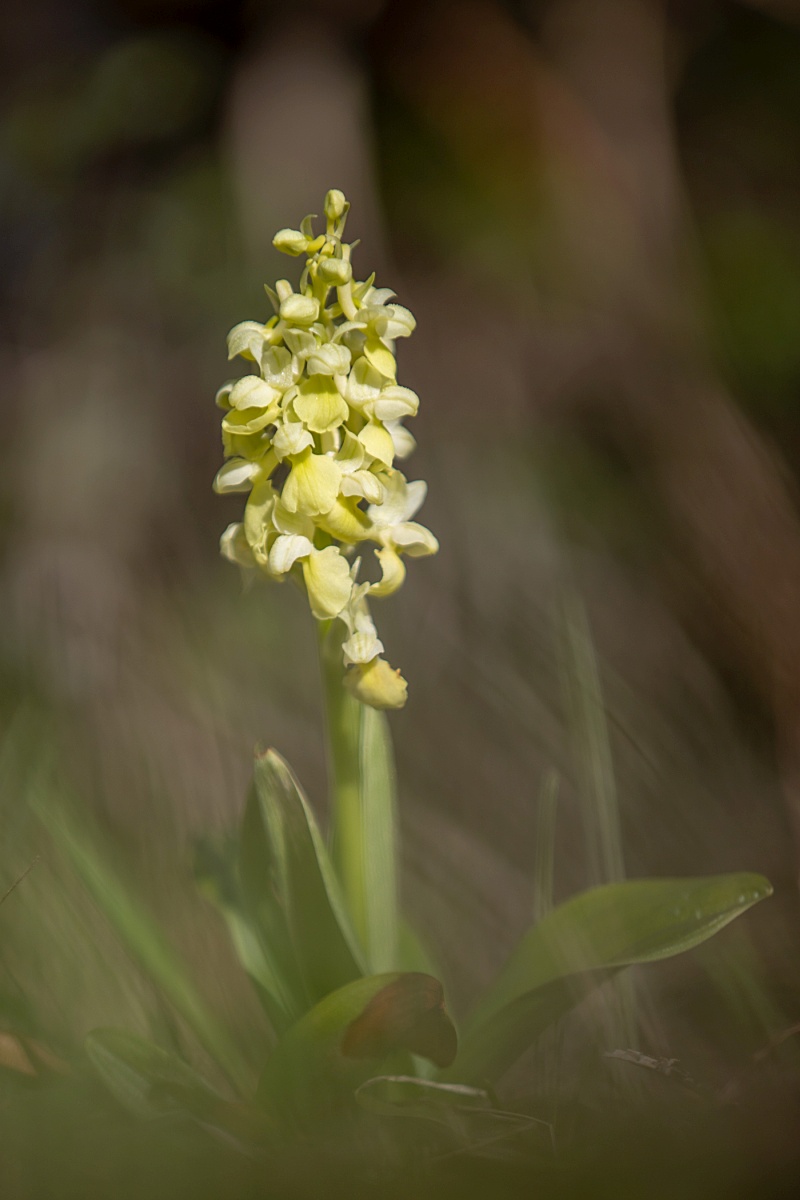2020 IMG_3971 orchis pallens 1200px.jpg