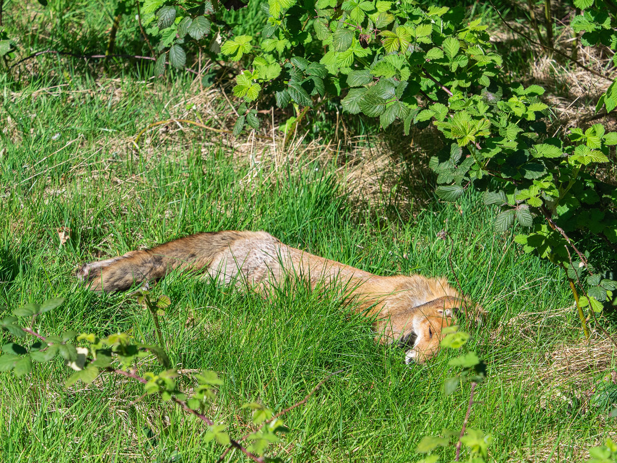 P4200003-1-Fuchs-verkl.jpg
