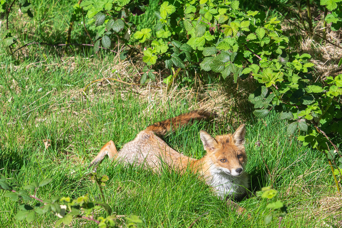 P4200007-1-Fuchs-Verkl.jpg
