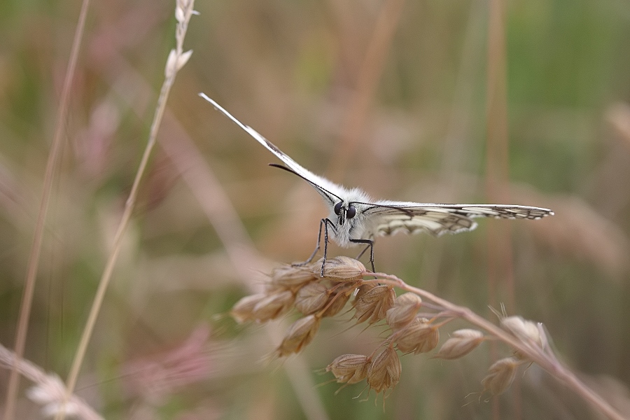 IMG_9673Schachbrettfalter++.jpg