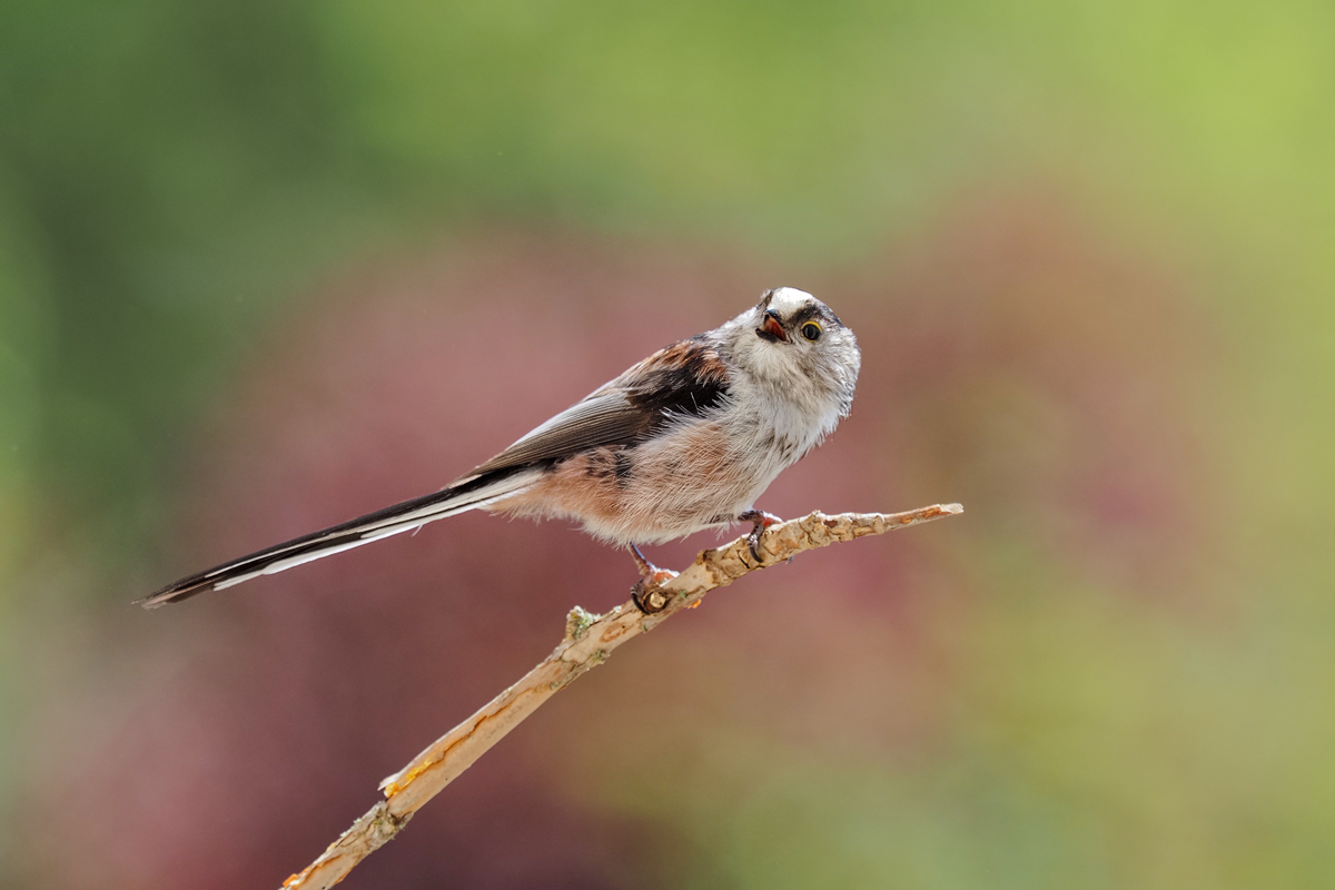 Aegithalos-caudatus-OGG32737---Kopie.jpg
