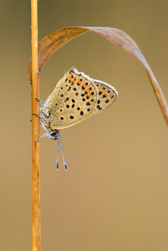 lycaena_tityrus_gamma_II.jpg