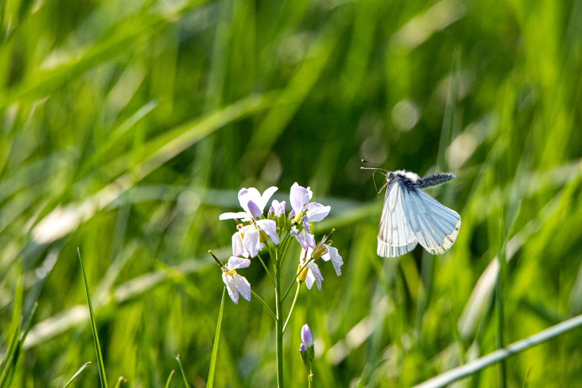 KohlweißlingImFlug.jpg