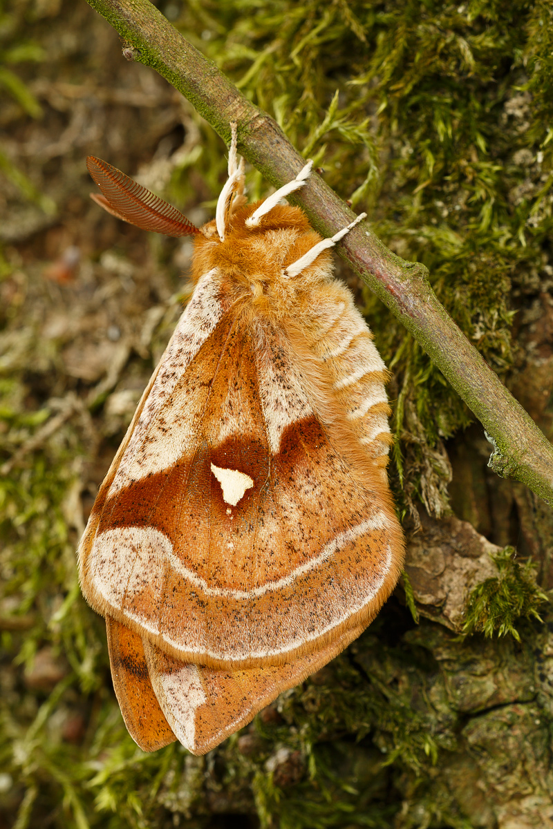 IV8A8066_800.jpg