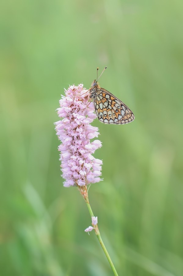 IMG_5196_edited_filtered (3)_edited.jpg