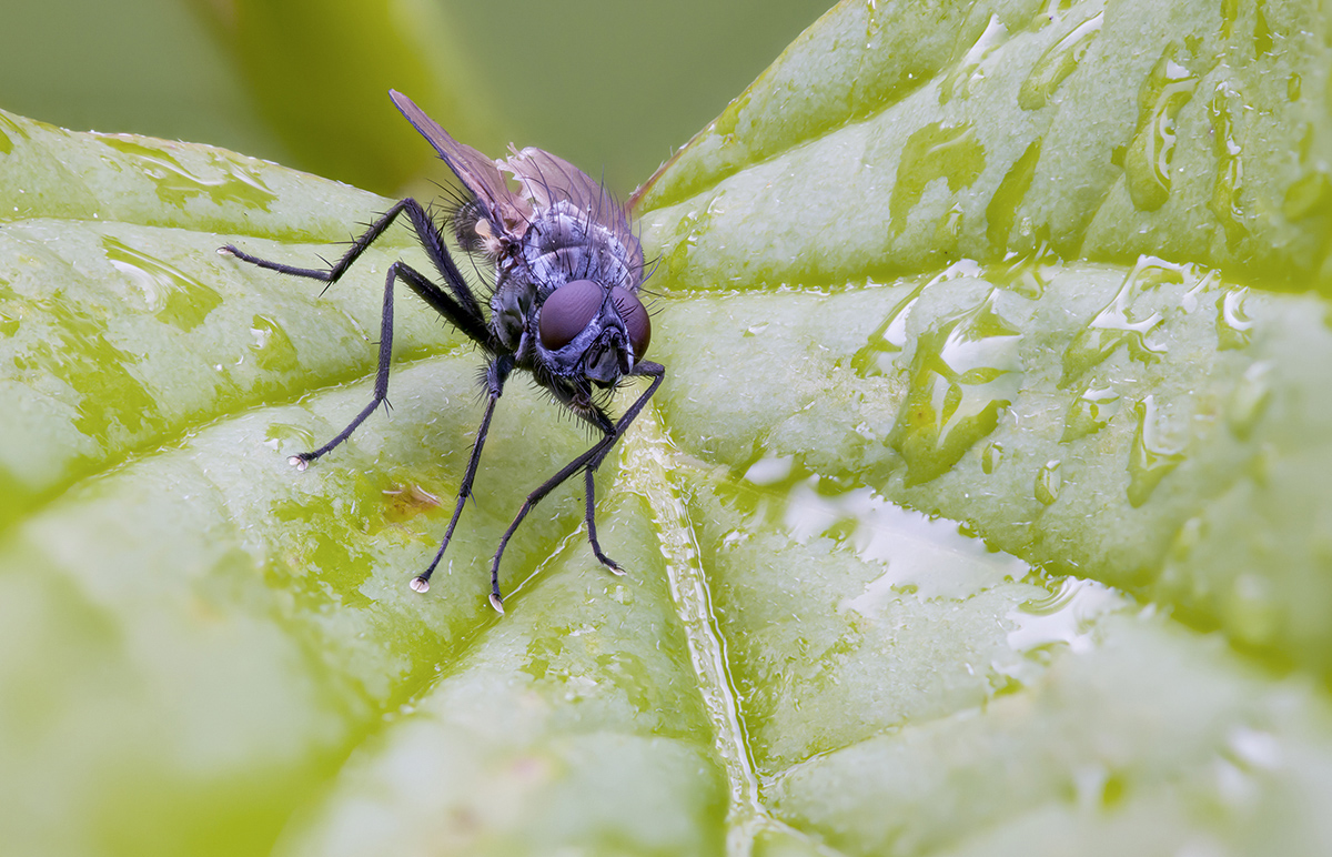 methode c 82 neu 10klein.jpg