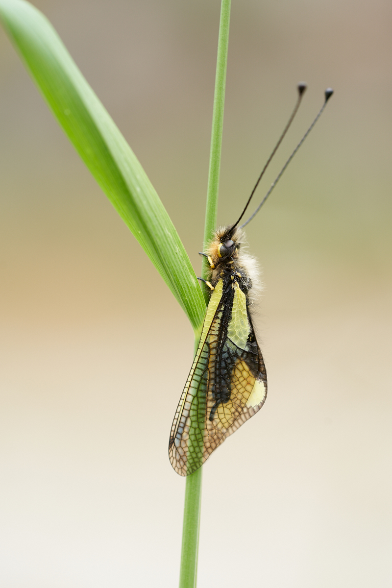 Libelloides coccajus 026229mf.jpg