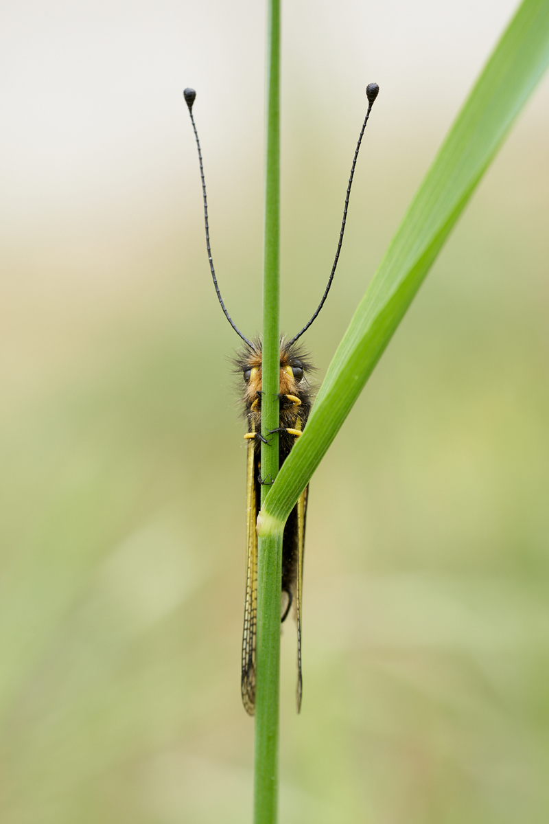 Libelloides coccajus 026209mf.jpg