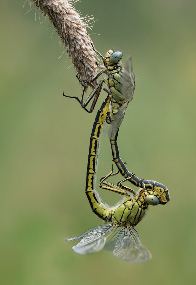 Gomphus pulchellus_paar_24062010_IMG_1092a.jpg