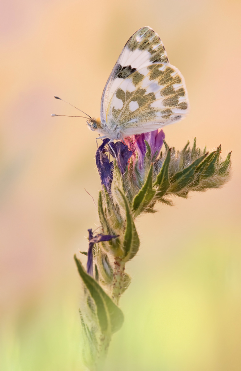 DSC_6776a.jpg