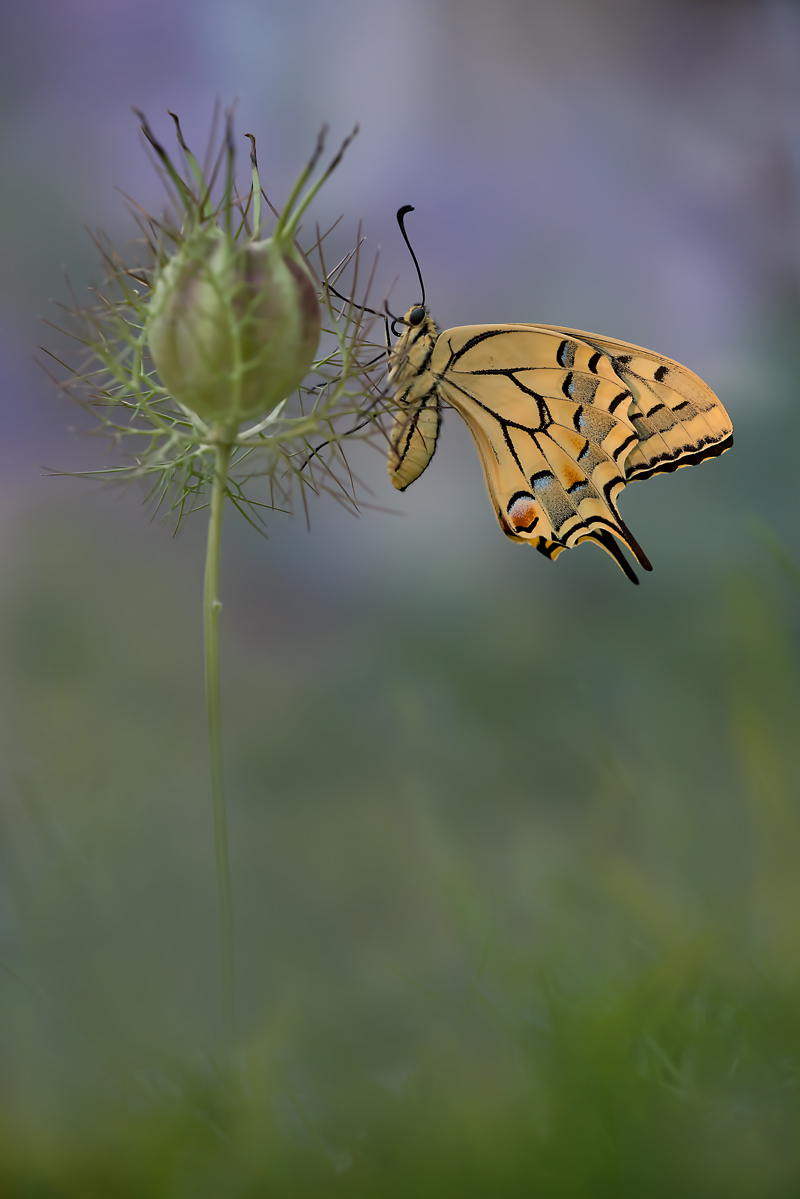 DSC_7562a.jpg