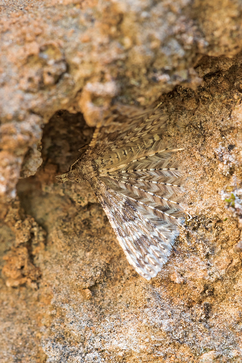 Federgeistchen Zoniana Gorge; Alucitidae Insekt (1)-3.jpg