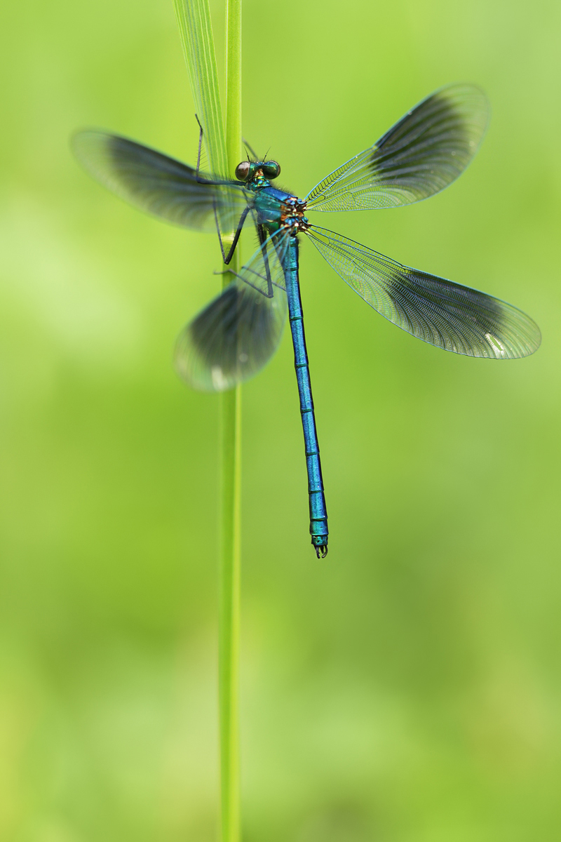 Calopteryx splendens_m_IMG_0615_1200.jpg