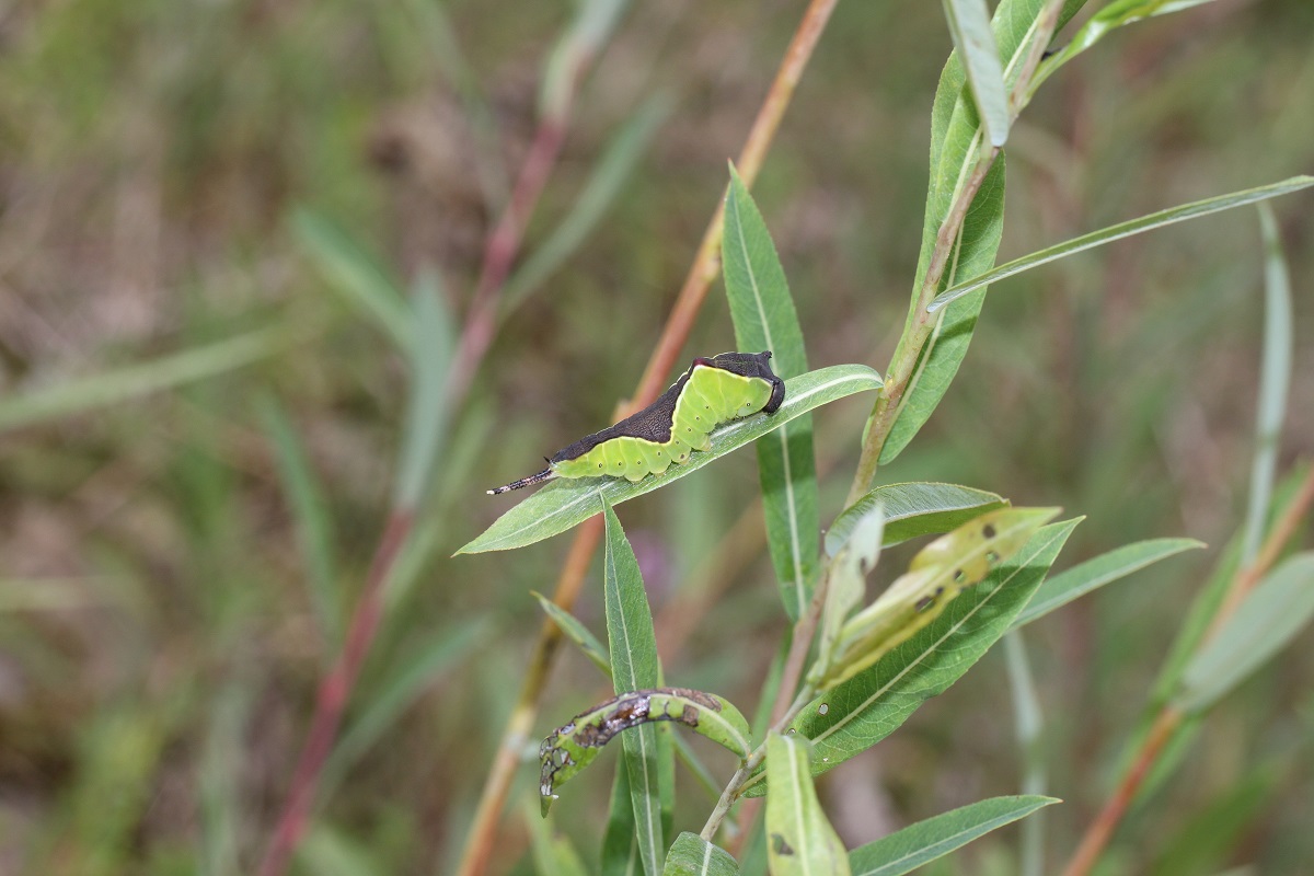 IMG_1940_edited.jpg