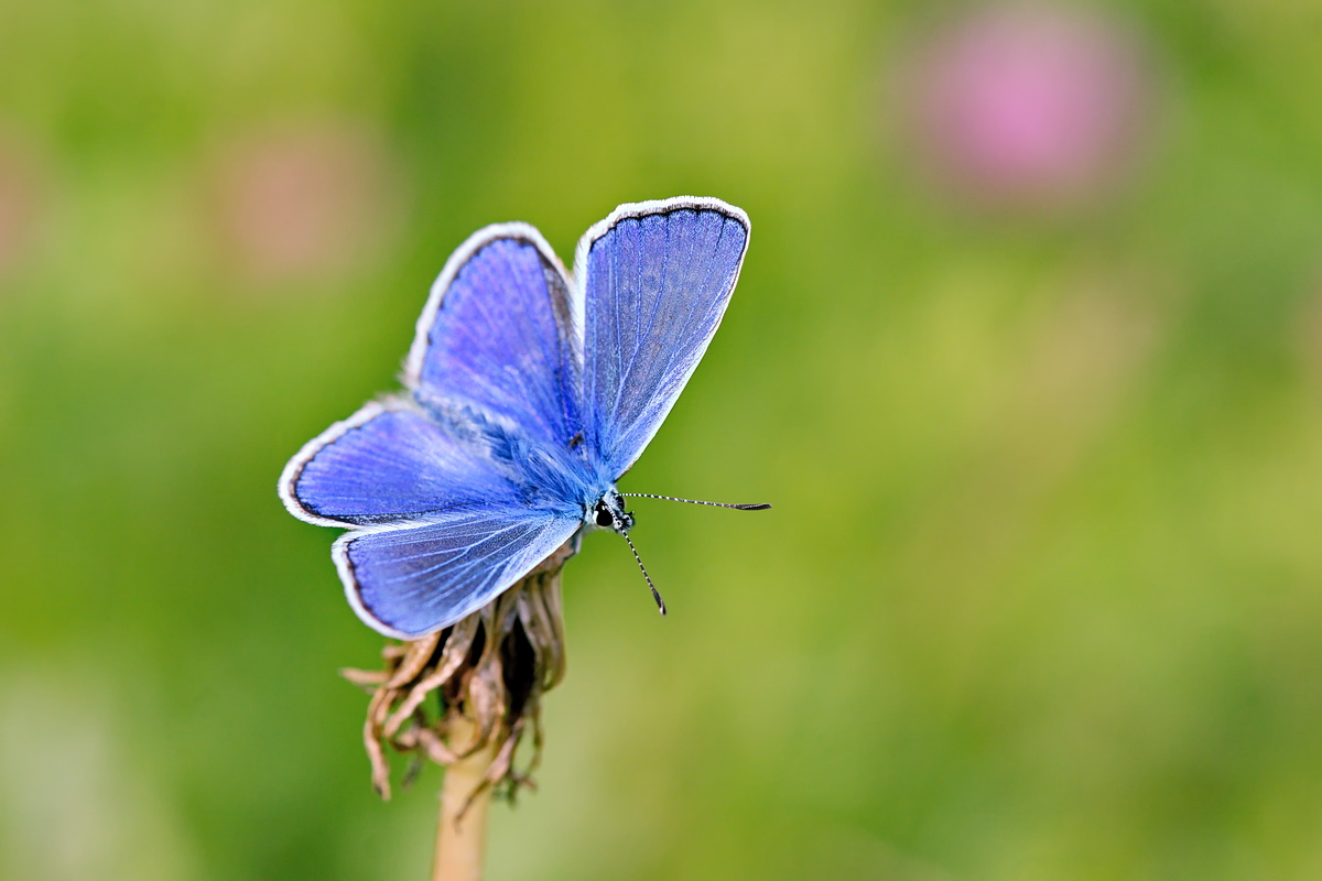 DSC04939 Blue Beauty... kl.jpg
