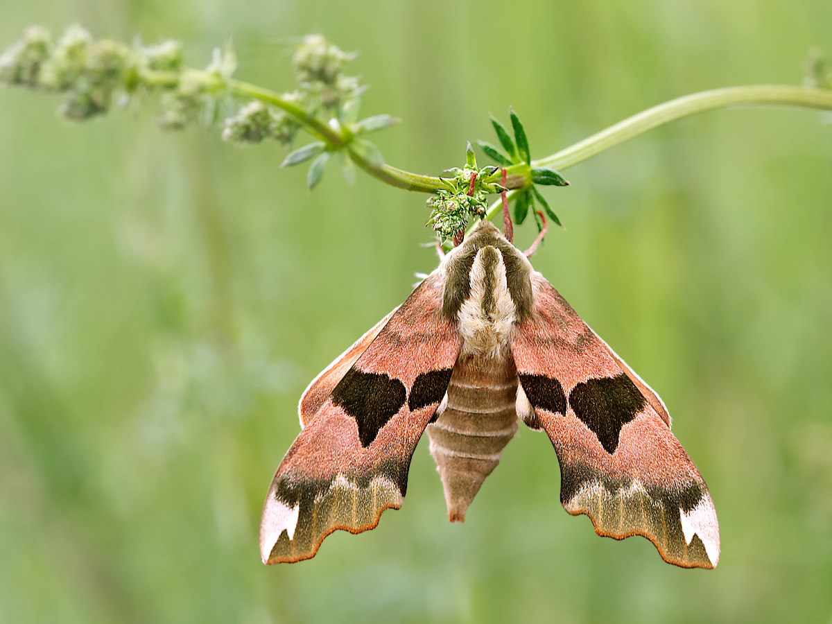 P1050542A2.jpg