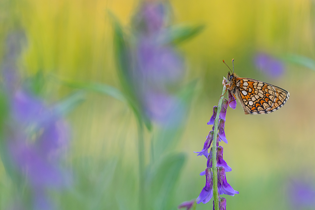 DSC_4902 Kopie gest.jpg