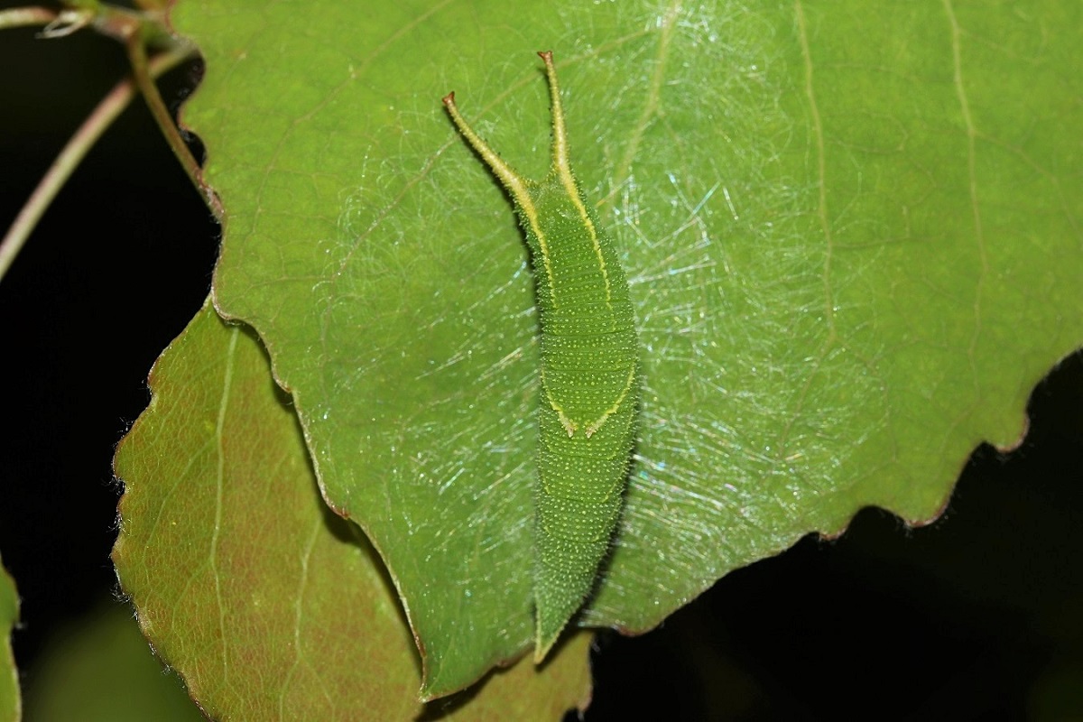 IMG_2472 (2)_filtered.jpg