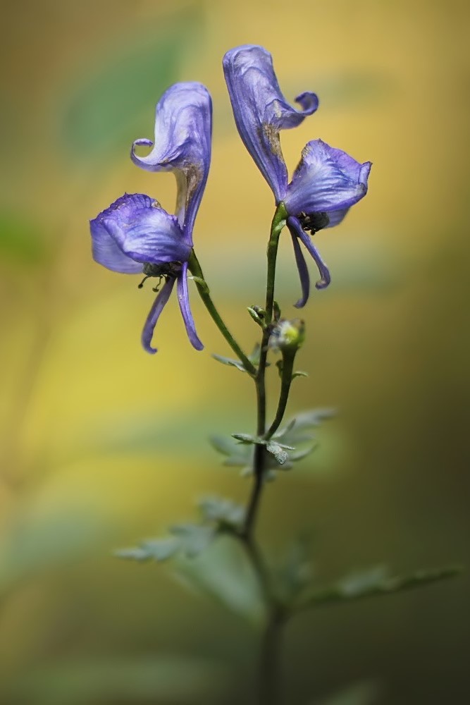 IMG_7323 (3)_filtered_filtered.jpg