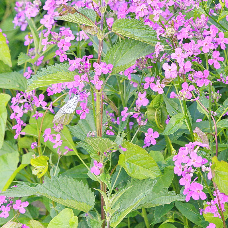 DSC05209 Habitat Baumweissling... kl.jpg