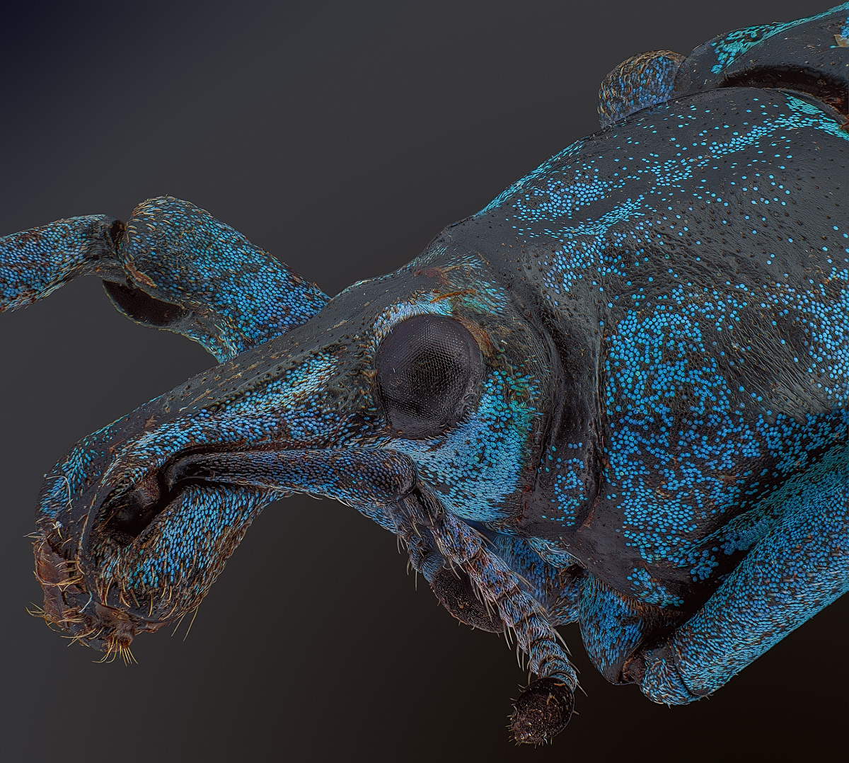 Weevil_2x_PX1200_Q77.jpg