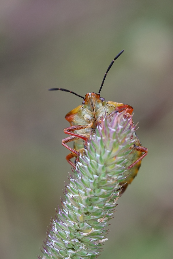 IMG_0986Acanthosoma haemorrhoidale++.jpg