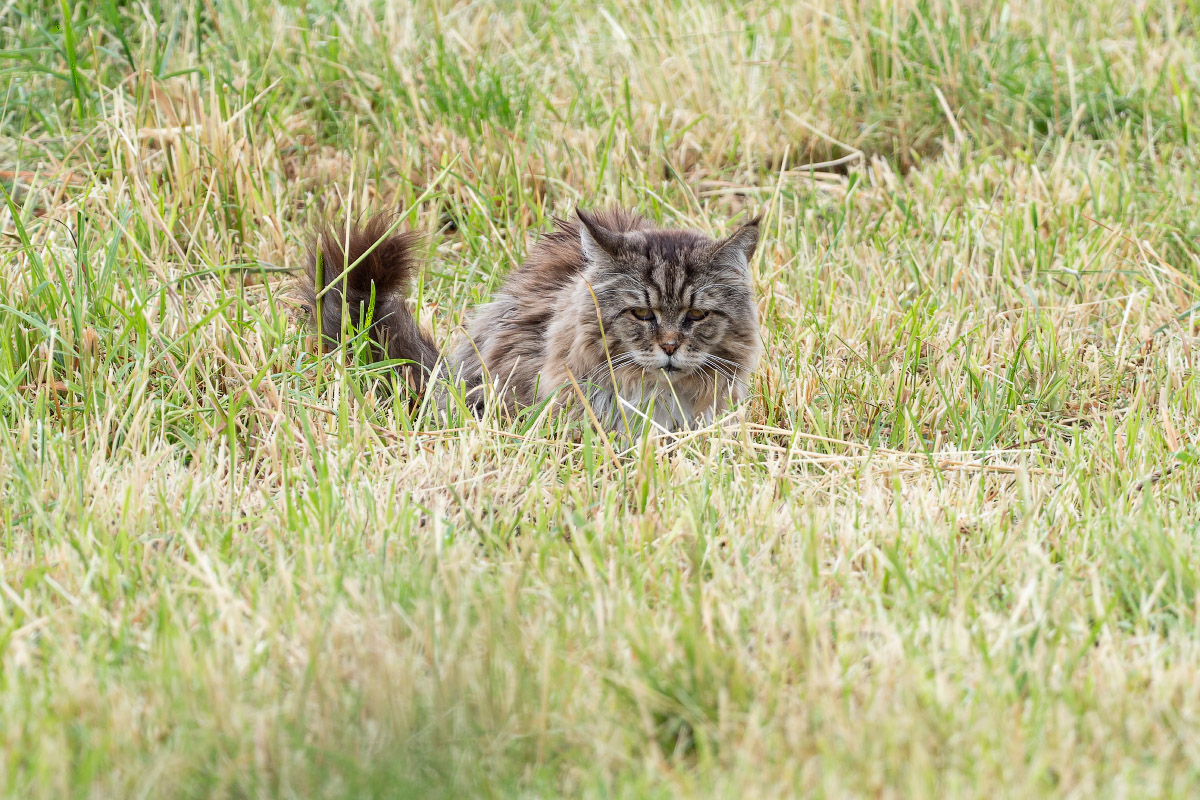 20200604-124820-116 corr-web800x1200H100.jpg