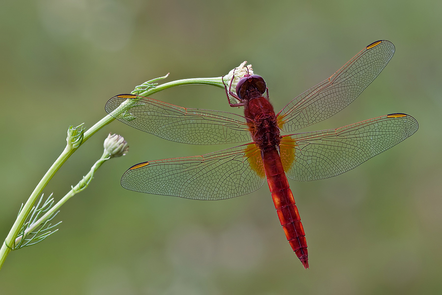 DSC_6286b.jpg