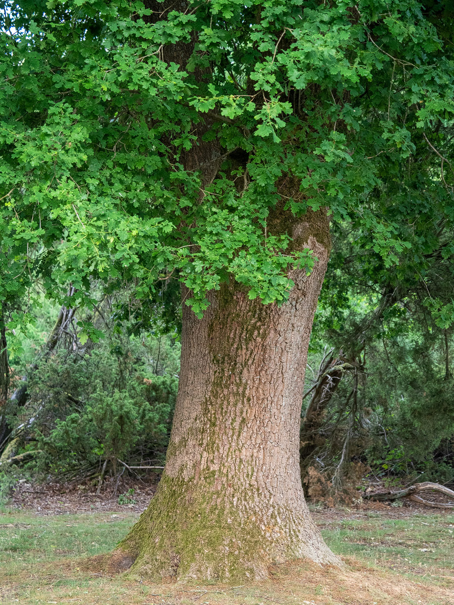 Hirschkäfereiche-III.jpg