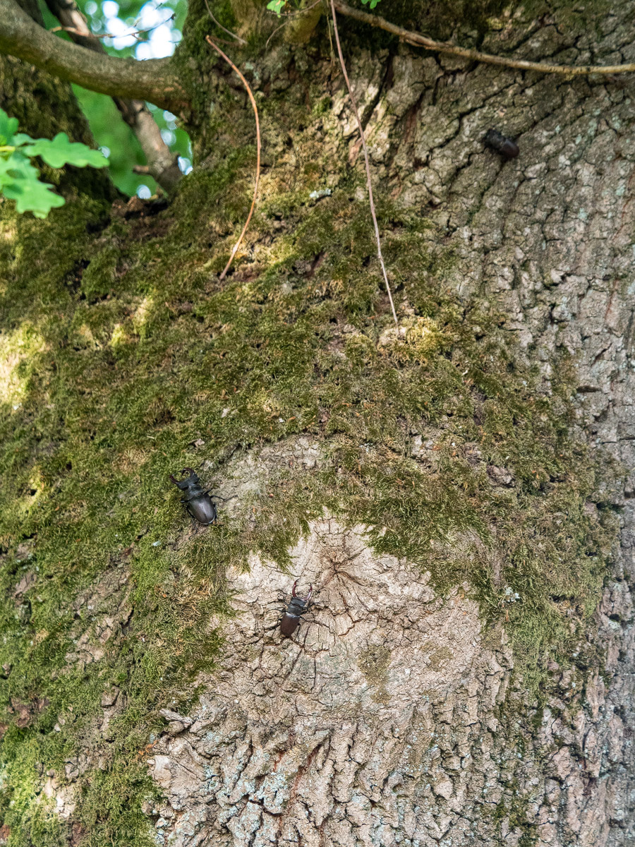Hirschkäfereiche-I.jpg