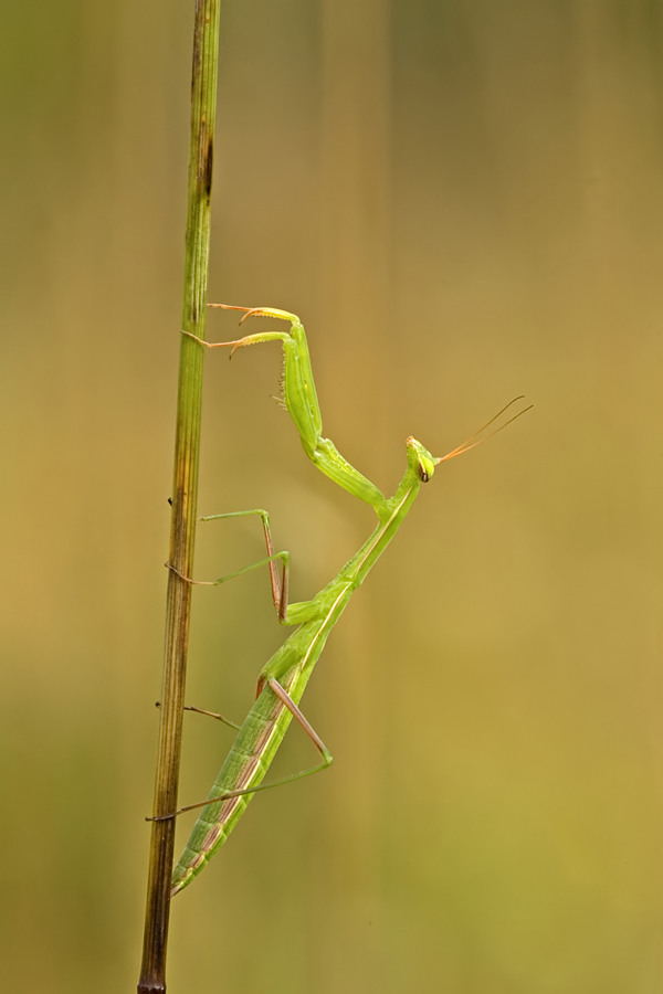 mantis1_9517_filtered_filtered.jpg