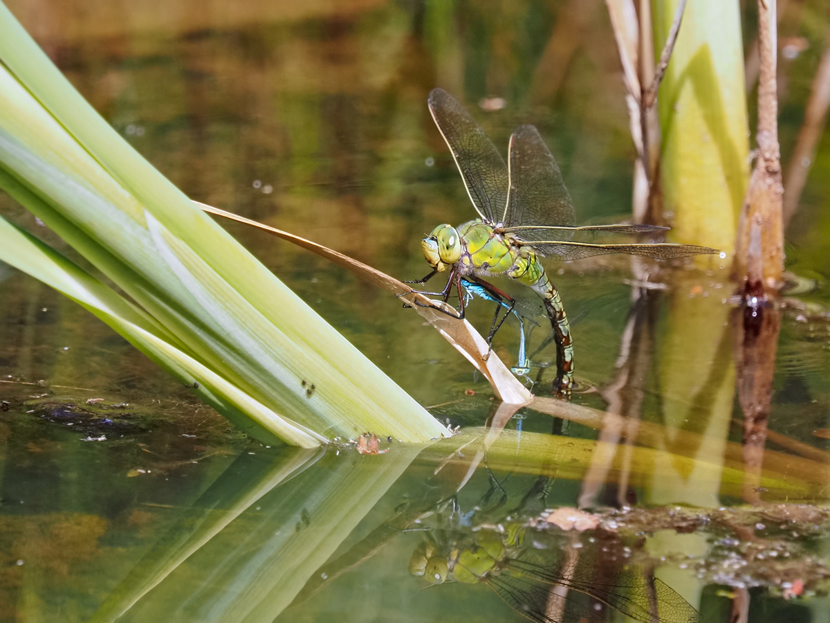 Anax_Ischnura-OGG99029---Kopie.jpg