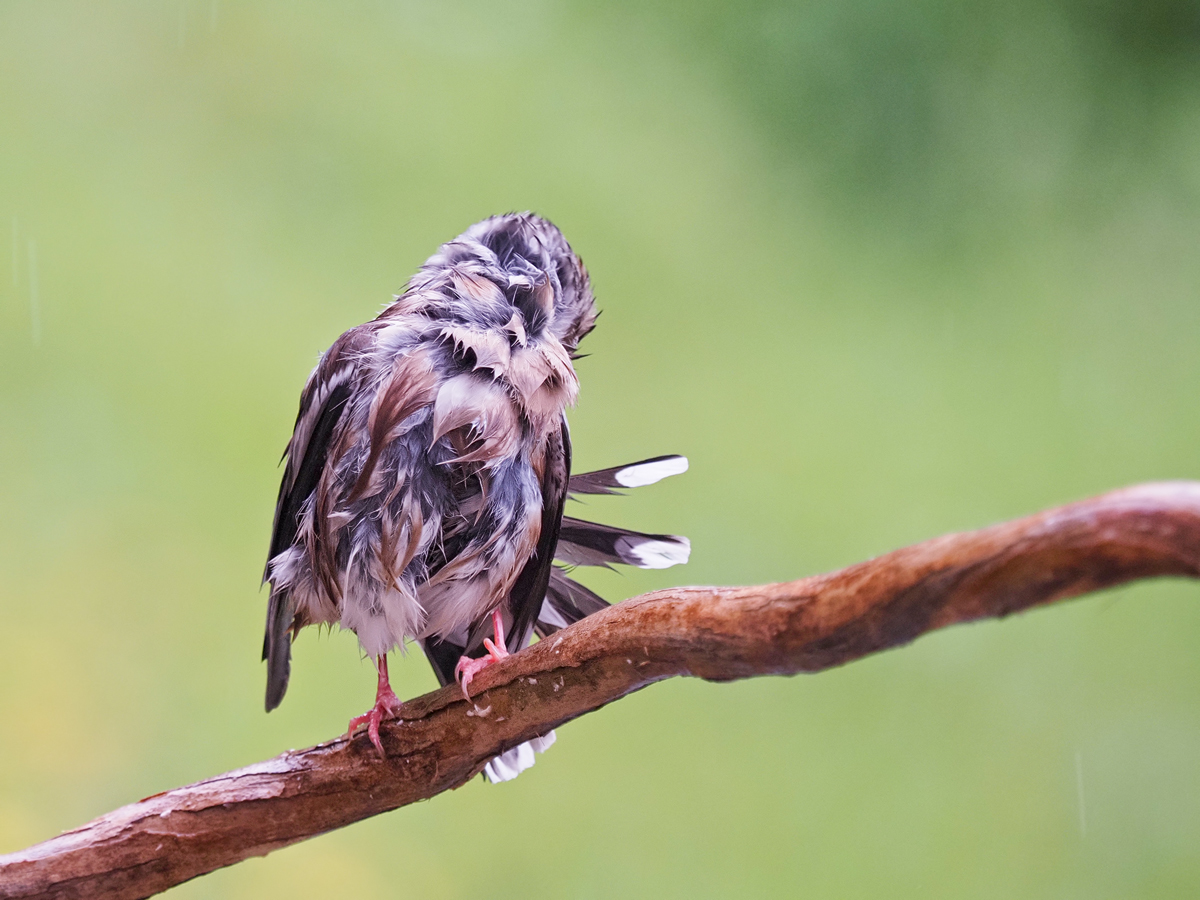 Coccothraustes-coccothraustes-OGG10879---Kopie.jpg