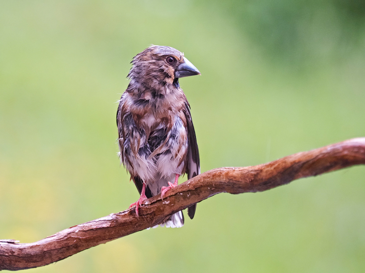 Coccothraustes-coccothraustes-OGG10861---Kopie.jpg